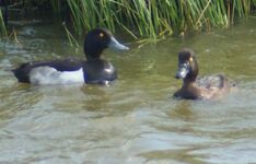 Tufted Ducks