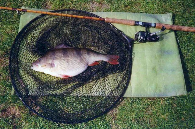 File:Perch 4-0.jpg