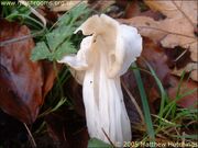 White Helvella