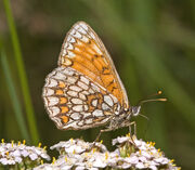 Melitaea athalia03