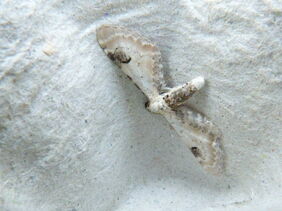 Lime-speck Pug