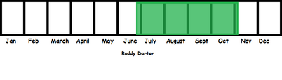 Ruddy Darter TL
