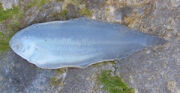 Solenette underside