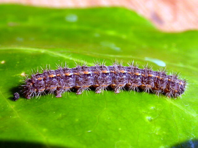 File:Hoary footman (800).jpg