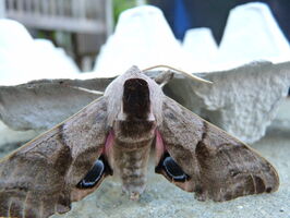 Eyed Hawkmoth