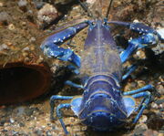 Lobster