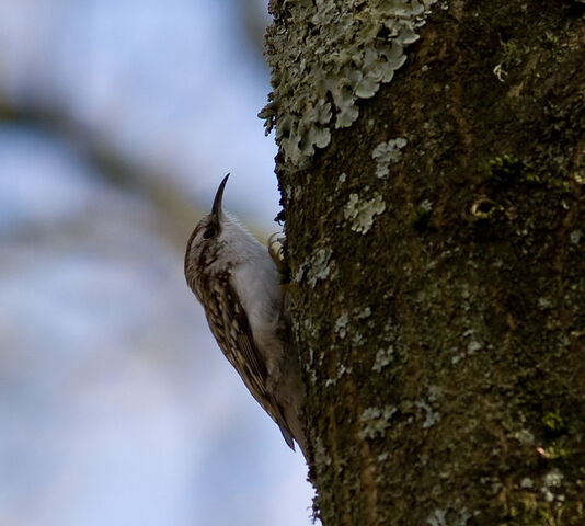 File:Tree creeper.jpg