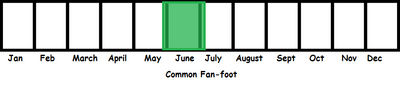 Common Fan-foot TL