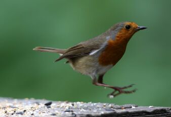 Birds.2010 1533