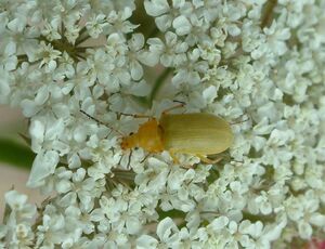 Cteniopus sulphureus Sulphur beetle