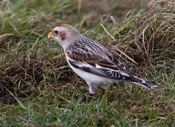 Snow Bunting
