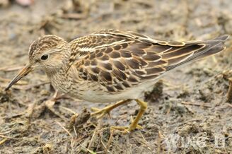 Pectoral Sandpiper (S.Allen)