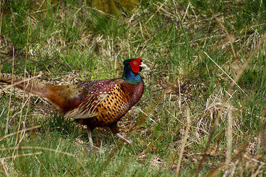Pheasant
