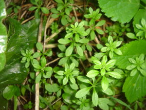Common Cleavers