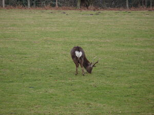 Sika Deer Arne