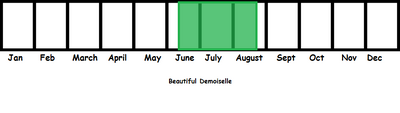 Beautiful Demoiselle TL