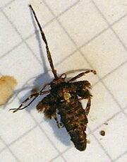 Scarce umber (female)