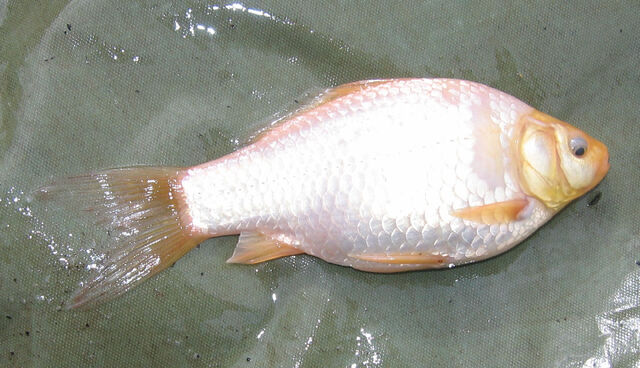 File:Albino Goldfish.jpg
