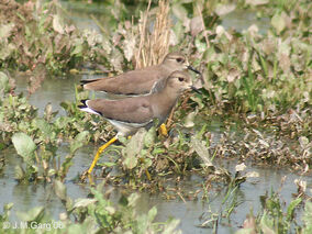 White tailed Lapwing I IMG 9928