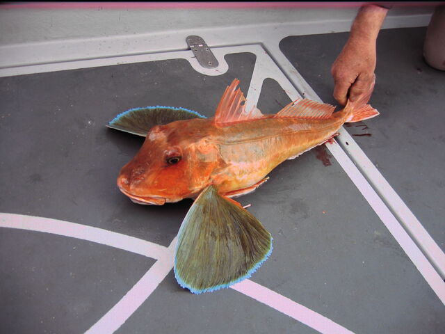 File:5 lb Tub or Yellow gurnard.jpg