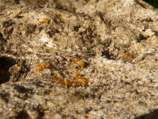 Red Ant
