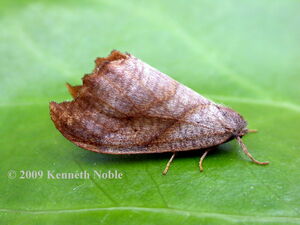 Scalloped hooktip - photo K.Noble