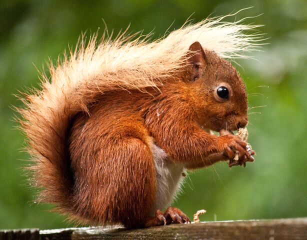 File:Red Squirrel2.jpg