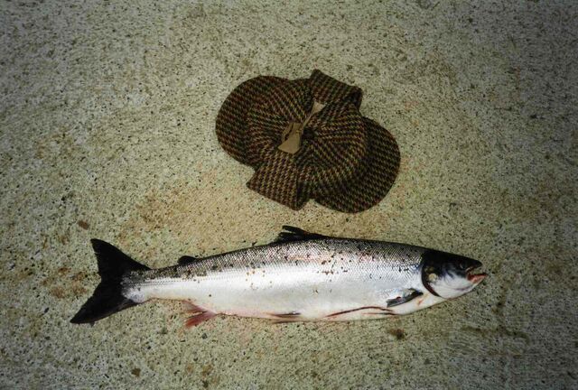 File:IrishGrilse5.jpg