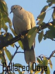 Collared Dove