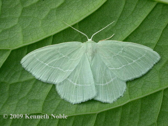 File:Small emerald.jpg