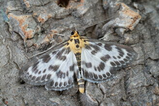 Small Magpie (Eurrhypara hortulata)