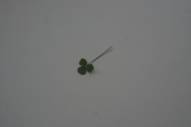 File:Trefoil.jpg