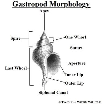 Gastropod Morphology