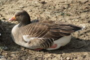 Greylag Goose