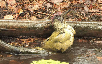 Green Woodpecker