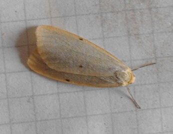 Four-dotted footman