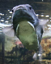 Lumpsucker