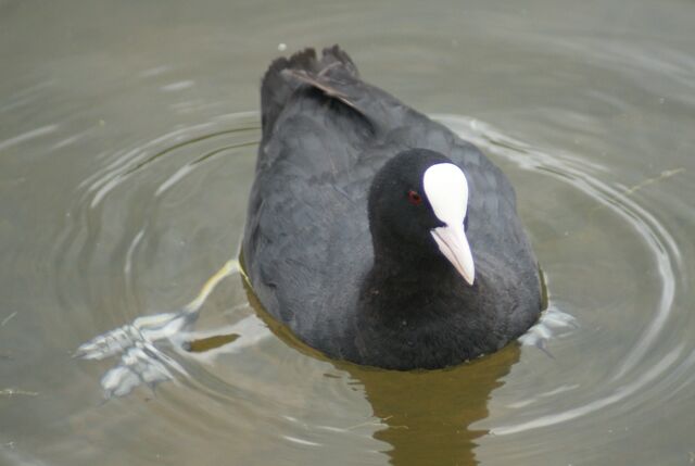 File:Coot.jpg