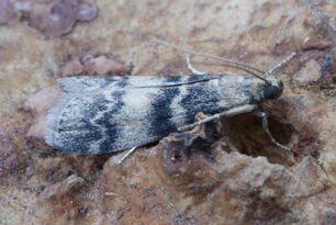 Euzophera pinguis