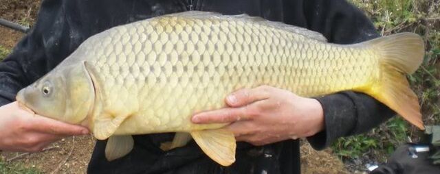File:Common Carp(Tom).jpg