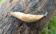 Deroceras reticulatum