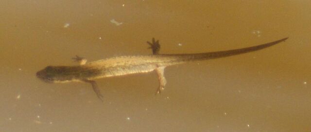 File:Smooth Newt.jpg