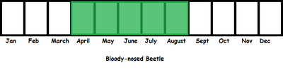 Bloody-nosed Beetle TL