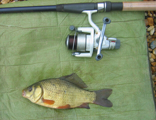 File:Amazon Wood Crucian.jpg