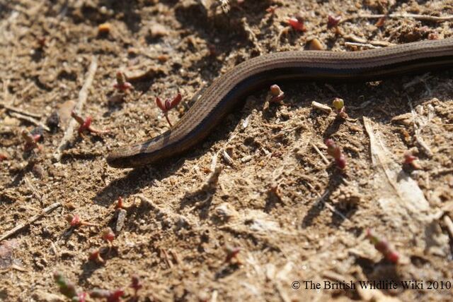 File:Slow worm (closeup).jpg