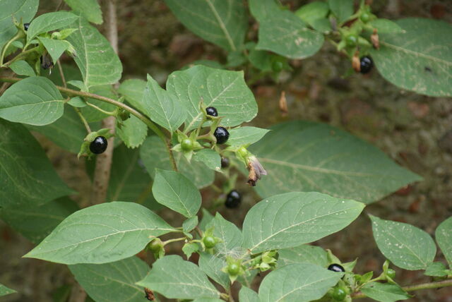 File:Berries.jpg