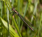Emerald Damselfly