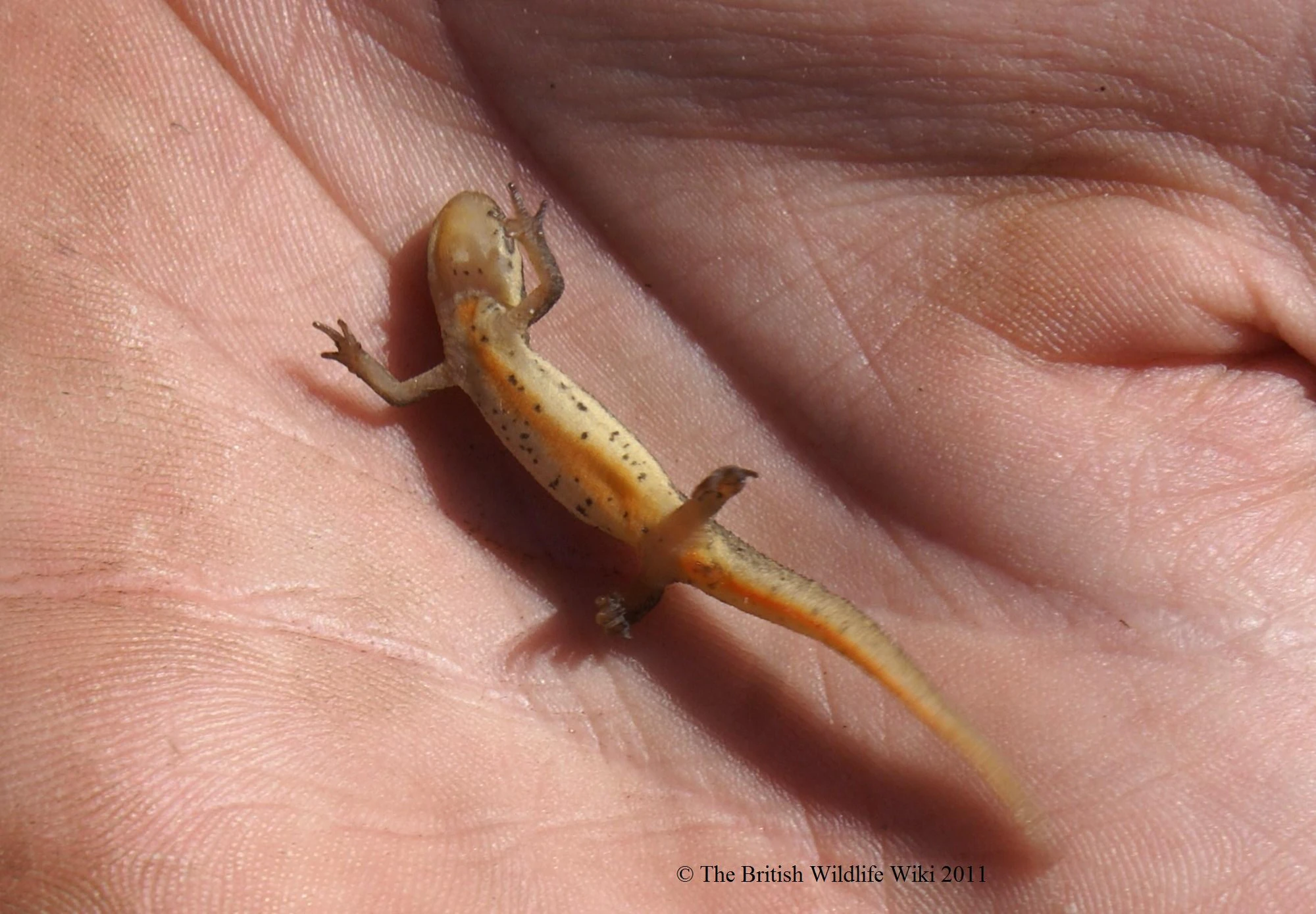 Image Female Palmate Newt Belly jpg British Wildlife Wiki Fandom image-female-palmate-newt-belly-jpg-british-wildlife-wiki-fandom