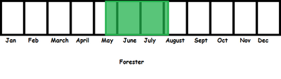 Forester TL