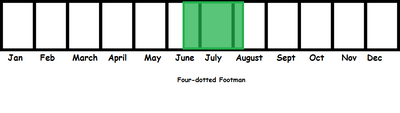 Four-dotted Footman TL
